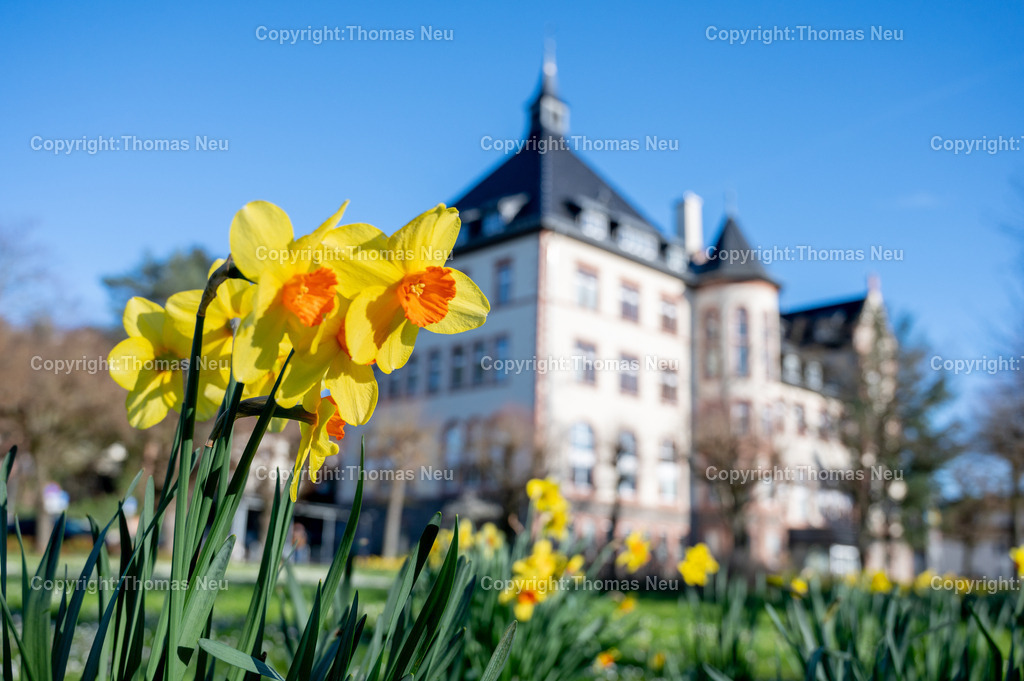 DSC_2281 | Bensheim, das Rathaus mit Frühlingsblumen im Vordergrund, Wikipedia:Der Gebäudekomplex des ehemaligen Bischöflichen Konvikts befindet sich nördlich vom Stadtzentrum an der Kreuzung Kirchbergstraße und Wilhelmstraße. Der Massivbau wurde 1899/1900 errichtet. Die Pläne dazu kamen von dem Mainzer Dombaumeister Ludwig Becker. Zuvor befand sich das Konvikt in der Darmstädter Straße 56.[3]

Erst zehn Jahre nach der Fertigstellung wurde das Gebäude verputzt und die Innenräume ausgeschmückt. Die Ursache für die späte Fertigstellung waren die hohen Baukosten. Auf Druck des Nationalsozialisten wurde das Konvikt 1939 geschlossen und zum Lazarett umfunktioniert. Nach Ende des Zweiten Weltkriegs wurde es bis 1949 als Unterkunft für Displaced Persons genutzt. Anschließend wurde das Schülerheim St. Bonifatius im ehemaligen Bischöflichen Konvikt untergebracht. Es wurde 1981 aus Kostengründen vom Ordinariat geschlossen. Die Stadt Bensheim erwarb den Gebäudekomplex und führte umfangreiche Umbauten im Inneren durch, damit der größte Teil der Verwaltung der Stadt aus dem Rodensteiner Hof in das neue Rathaus ziehen konnte. Die ehemalige Kapelle wird jetzt als Sitzungssaal genutzt.[3],, Bild: Thomas Neu