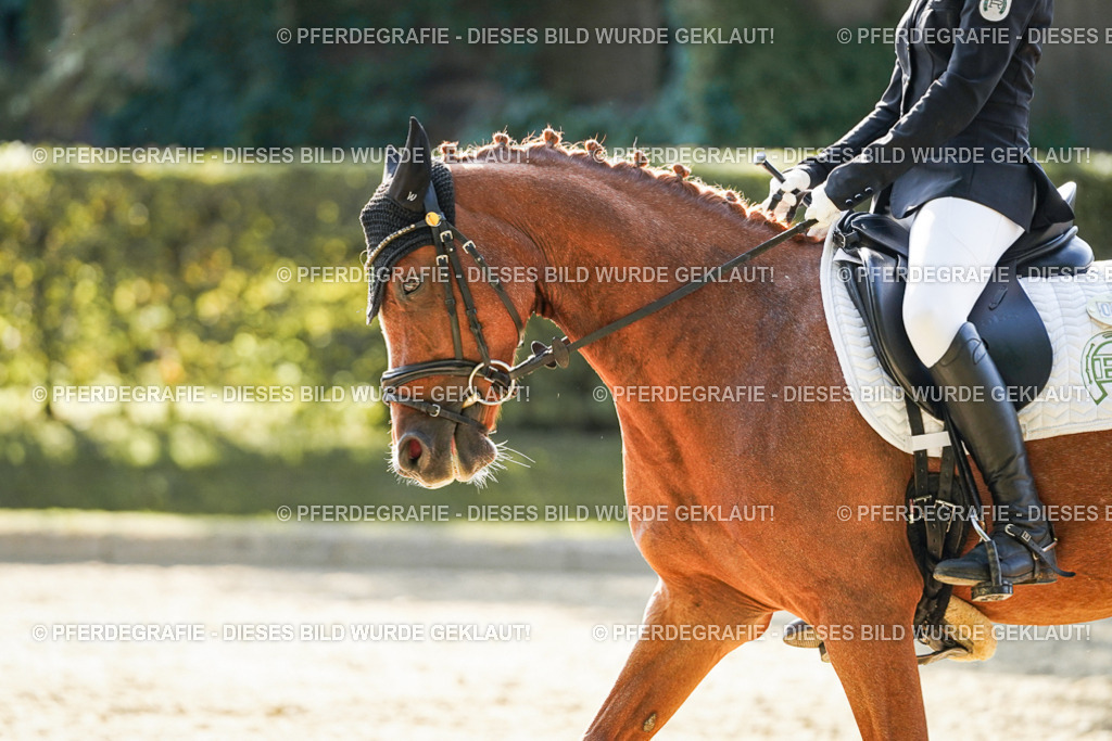 DSC05979 | Pferdegrafie