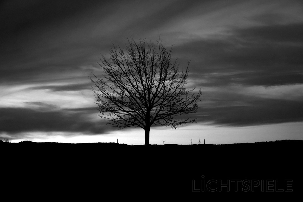 Abend | Baum im Abendhimmel - Realisiert mit Pictrs.com