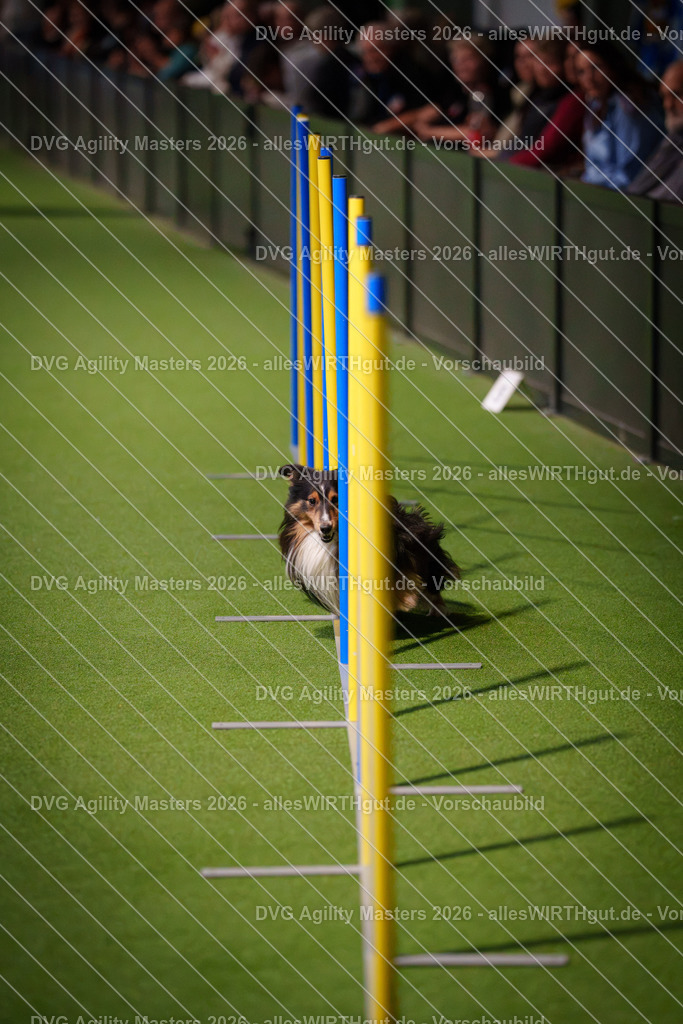 allesWIRTHgut_Tierfotografie-DVG_Agility_Masters_2026-16_56-7R504695 | Professionelle Tierfotografie in Mönchengladbach von Daniel Wirth (allesWIRTHgut). Liebevolle & natürliche Bilder von Hunden & Katzen für unvergessliche Erinnerungen.