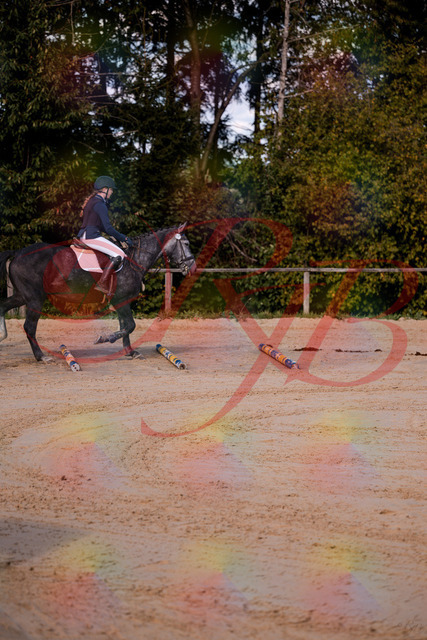 2026_10_03_Siefer-Hof_144829_Z81_25814658 | Professionelle Reitsport-, Turnier- und Eventfotografie von Robert Broda. Galerien mit ausgewählten und bearbeiteten Bildern direkt online ansehen und bestellen.