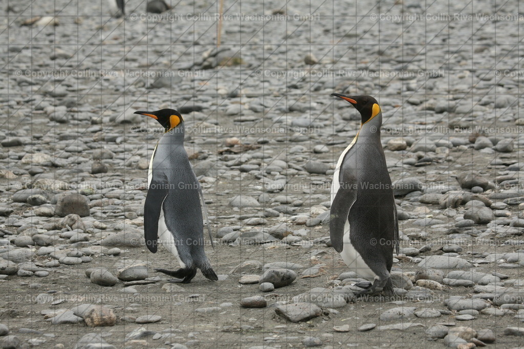 IMG_0124 | Antarktis / Antarctica - Realisiert mit Pictrs.com