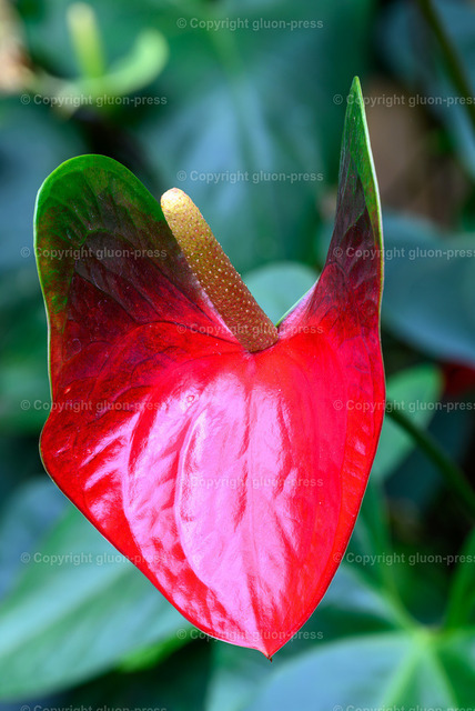 Flamingoblume | gluon-press - Realisiert mit Pictrs.com