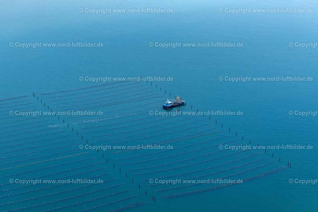 Sylt_Hörnum_Johanna_Leintje_Wyk_2_ELS_9052130822 | HöRNUM (SYLT) 13.08.2022 Muschelkutter Schiff " Johanna Leintje " " WYK 2 "bei den Zuchnetzen der Miesmuschel an der Ostselte der Insel (Sylt) im Bundesland Schleswig-Holstein, Deutschland. // Mussel cutter ship "Johanna Leintje" "WYK 2" at the breeding nets of mussels on the eastern side of the island (Sylt) in the state Schleswig-Holstein, Germany. Foto: Martin Elsen
