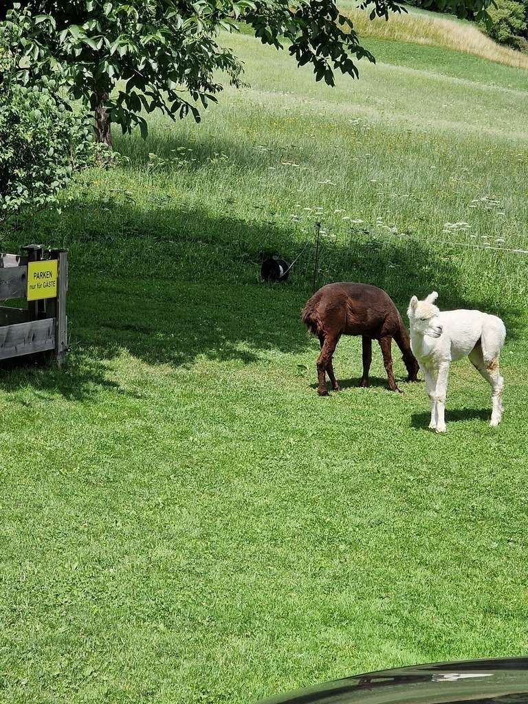 20230726_141623 | Heilkarten - Realisiert mit Pictrs.com