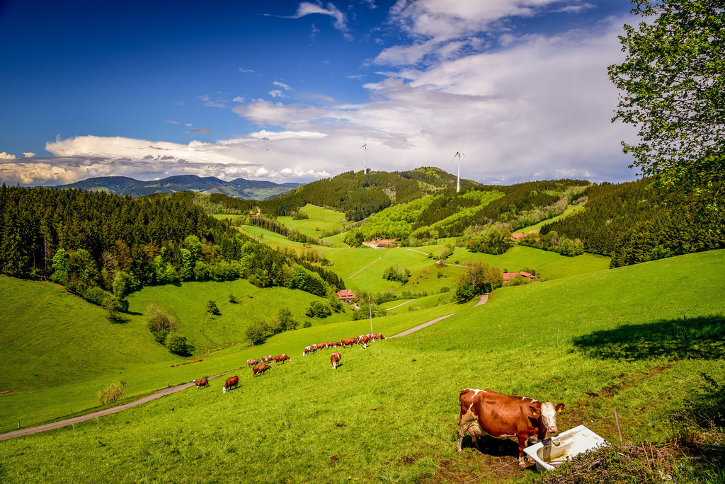 Aussicht vom Landwassereck | Ausblick von Landwassereck auf den Oberbüchern, mit Kühen auf der Weide - Realisiert mit Pictrs.com