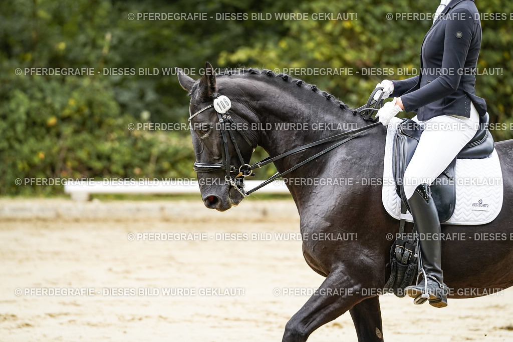 DSC08243 | Pferdegrafie