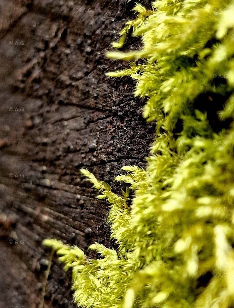 20220414_185747 | aileen-glaeser - Realisiert mit Pictrs.com