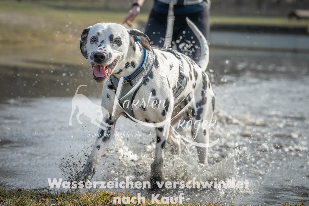 1049_ZZ90027 | kk-dogfotos