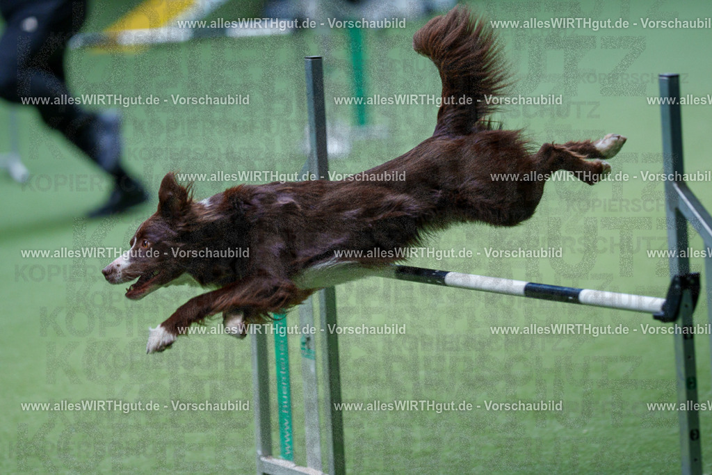 @allesWIRTHgut_Tierfotografie - www.allesWIRTHgut.de - 2604251216-7R501188 | Professionelle Tierfotografie in Mönchengladbach von Daniel Wirth (allesWIRTHgut). Liebevolle & natürliche Bilder von Hunden & Katzen für unvergessliche Erinnerungen.