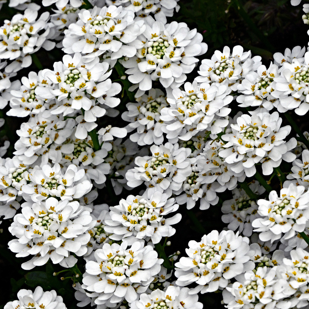 ImmergrüneSchleifenblume01q | lucisnaturbilder - Realisiert mit Pictrs.com
