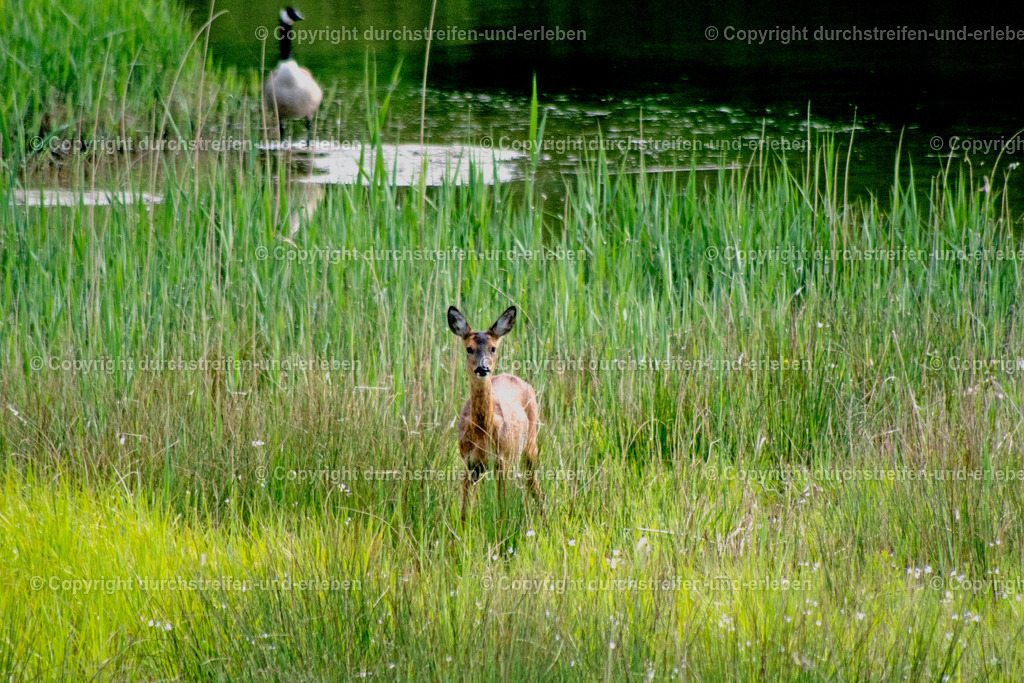 Ein junges Reh und eine Graugans. A young rou deer and a common Canada goose. | A young rou deer looking for food in Rieselfelder near by Münster. Behind it thee is a small water where wild birds are living. Ein junges Reh sucht in den Rieselfeldern von Münster nach Nahrung. Hinter ihm eine Graugans. - Realisiert mit Pictrs.com