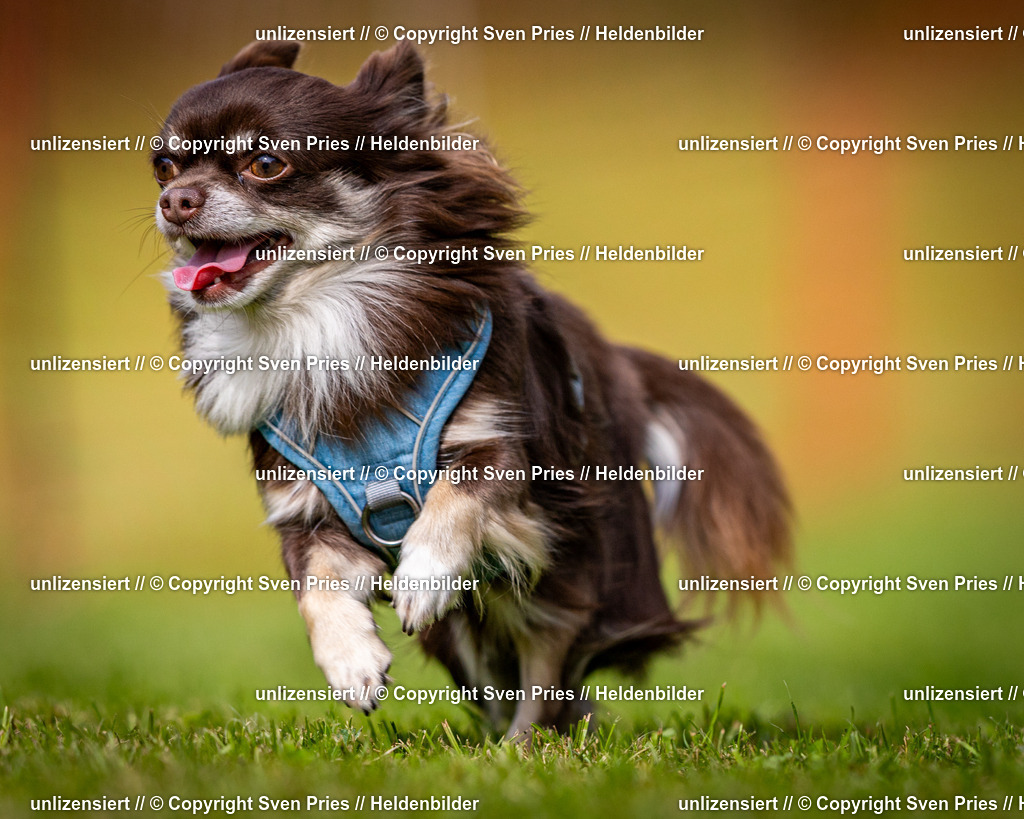 Sven Pries | 2024-09-22 - Hunderennen Baden-BadenPudelverein - Realisiert mit Pictrs.com