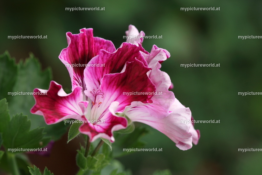 Edelpelargonie-001 | Das Bilderarchiv über Tiere, Planzen und Landschaften. In der Bilddatenbank finden Sie ein große Auswahl an hochwertigen Bilder für Ihre Werbung - Realisiert mit Pictrs.com