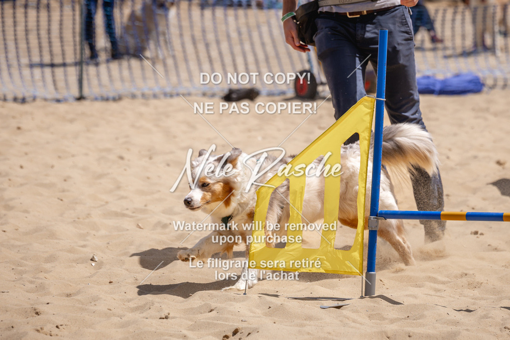 NR__2666 | nelerasche