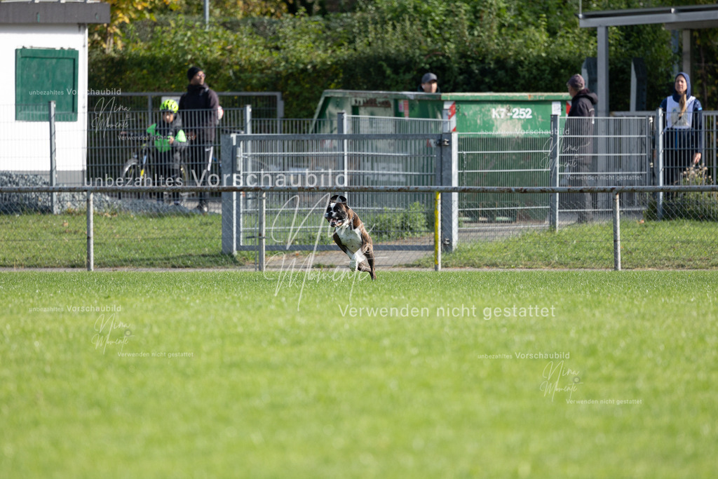 _16A6459 | Einzigartige Fotos von Hunden & Menschen –Actionfotos, Portraits, Vereinsaufnahmen & Paarshootings – authentisch, lebendig & mit Herz.