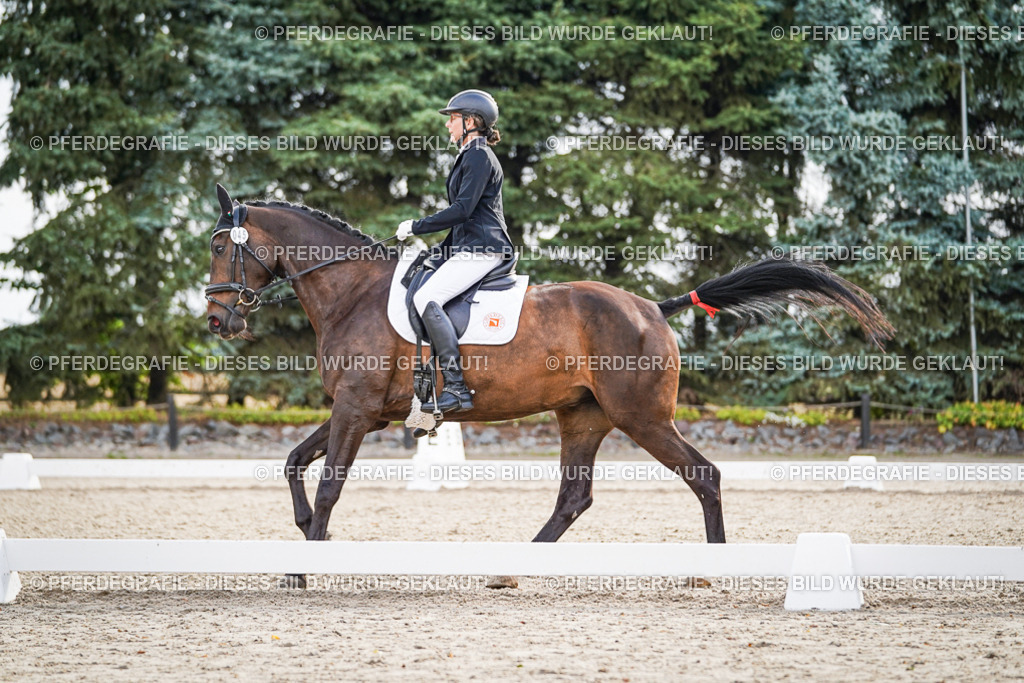 DSC00791 | Pferdegrafie