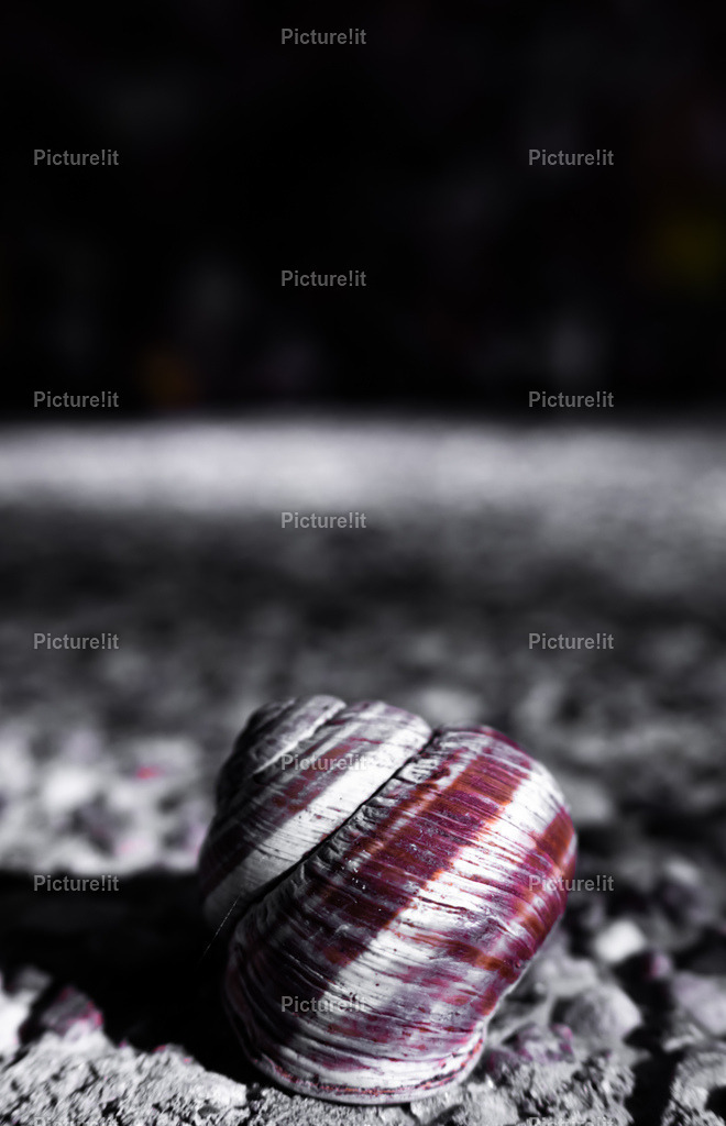 Schnecke | Entdecken Sie unsere vielfältige Auswahl an digitalen Panoramen und hochwertigen Fotoprodukten. Ob als sofortiger Download für kreative Projekte oder als exklusives Fotoprodukt für Ihr Zuhause – unsere einzigartigen Aufnahmen bieten perfekte Qualität.  - Realisiert mit Pictrs.com
