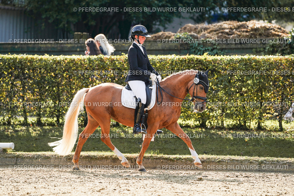 DSC05352 | Pferdegrafie