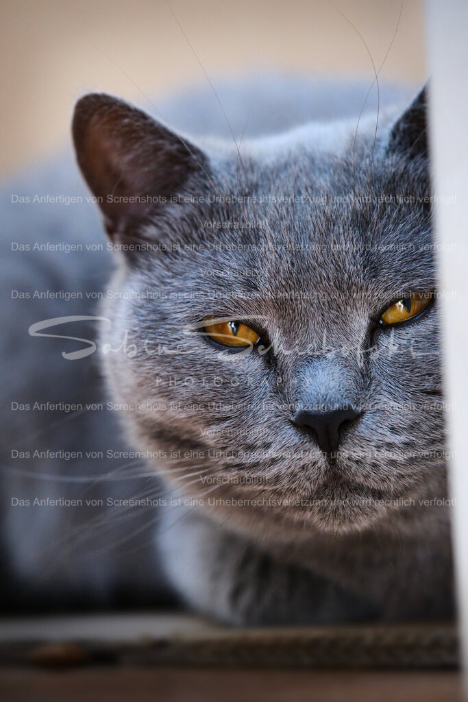 Wandbild Katze | People- und Tierfotografie, Imageaufnahmen, Veranstaltungsfotografie und Wandbilder aus der Natur ★ Made in Germany ✔️ Druck + Downloads ✔️ Naturfotografie in Top Qualität ★ schneller Versand, weltweite Lieferung! - Realisiert mit Pictrs.com