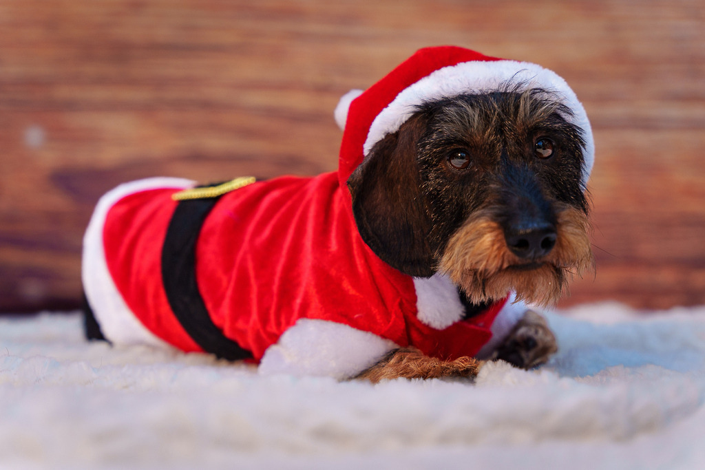 allesWIRTHgut Tierfotografie - 7IV07876 | Professionelle Tierfotografie in Mönchengladbach von Daniel Wirth (allesWIRTHgut). Liebevolle & natürliche Bilder von Hunden & Katzen für unvergessliche Erinnerungen.