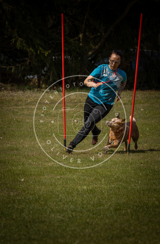 Pfotenfotografie_DV3A4806 | Hundefotografie, Tierfotograf, Pfotenfotografie, Fotoshooting Hund, Hunde Portrait, Hundesport, Hundeportraits, Heideshooting, Hunde, Sportfotograf, Hundefotograf, Turnierhundsport, THS,  - Realisiert mit Pictrs.com