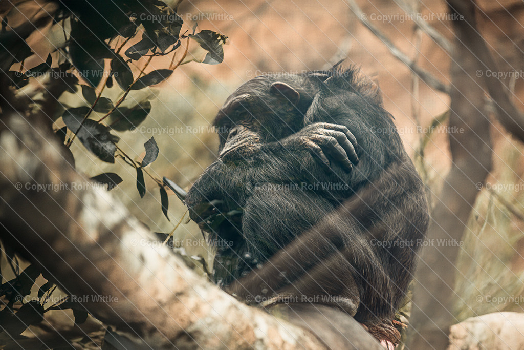 schimpanse | heute keine Lust........ - Realisiert mit Pictrs.com