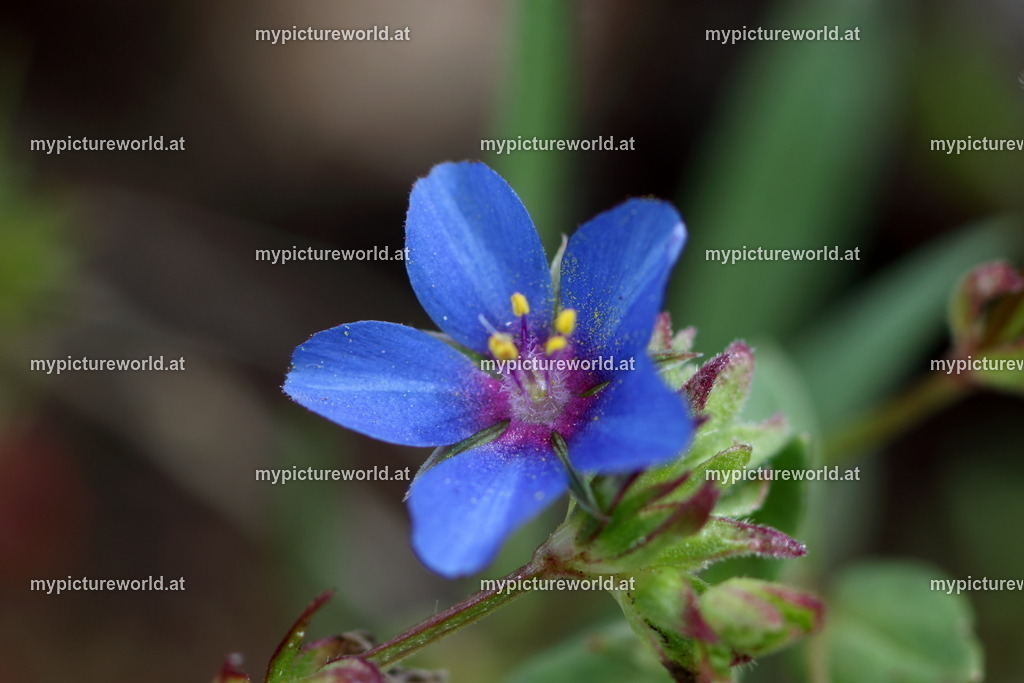 Blauer Gauchheil-002 | Das Bilderarchiv über Tiere, Planzen und Landschaften. In der Bilddatenbank finden Sie ein große Auswahl an hochwertigen Bilder für Ihre Werbung - Realisiert mit Pictrs.com
