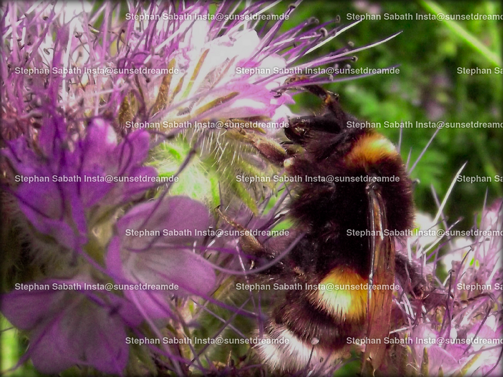 Spagat Biene | Sie werden ihren Augen nicht trauen