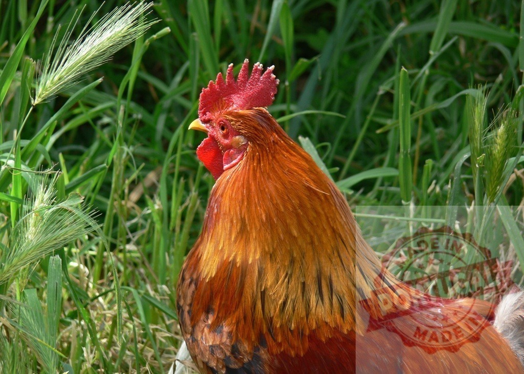 Rooster standing in green grass displaying comb | Rooster with red comb and colorful feathers standing in lush green grass on a farm - Realized with Pictrs.com