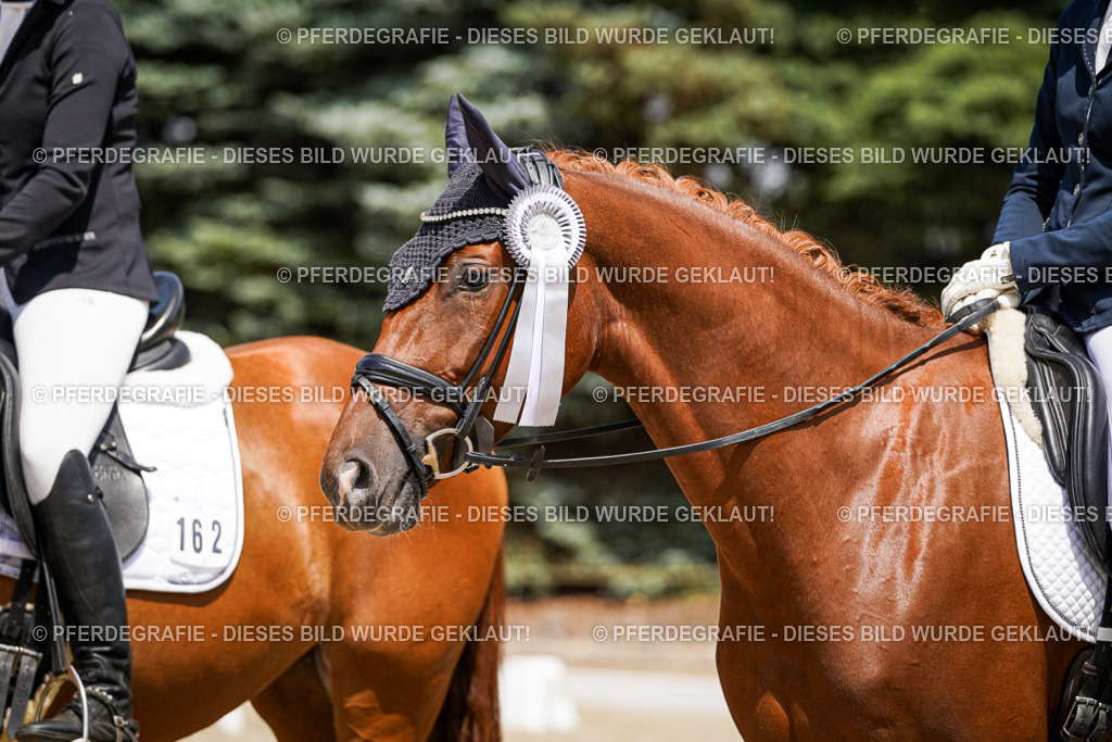 DSC01753 | Pferdegrafie