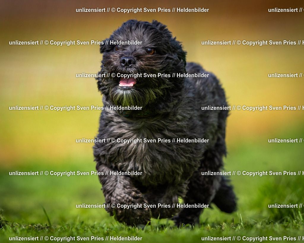 Sven Pries | 2025-04-13 - Hunderennen Baden-Baden - Realisiert mit Pictrs.com