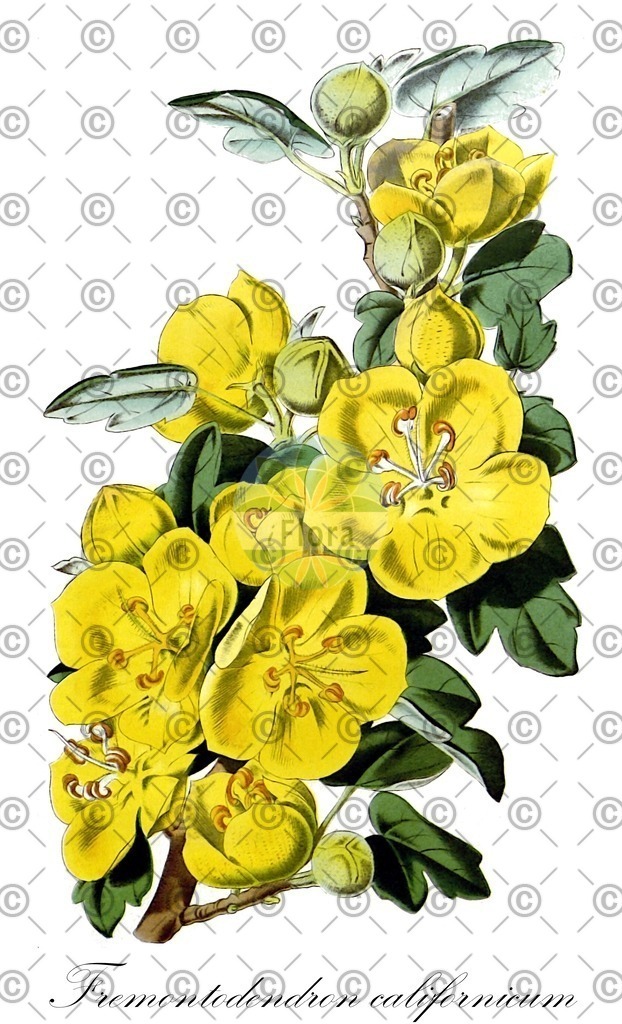 HistAbb_wfo-0000692337_1_ENZY_Simple | Historische Abbildung von Fremontodendron californicum - Malvaceae | Historical Illustration of Fremontodendron californicum - Malvaceae