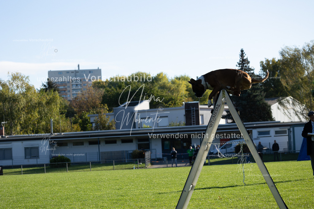 _16A4858 | Einzigartige Fotos von Hunden & Menschen –Actionfotos, Portraits, Vereinsaufnahmen & Paarshootings – authentisch, lebendig & mit Herz.