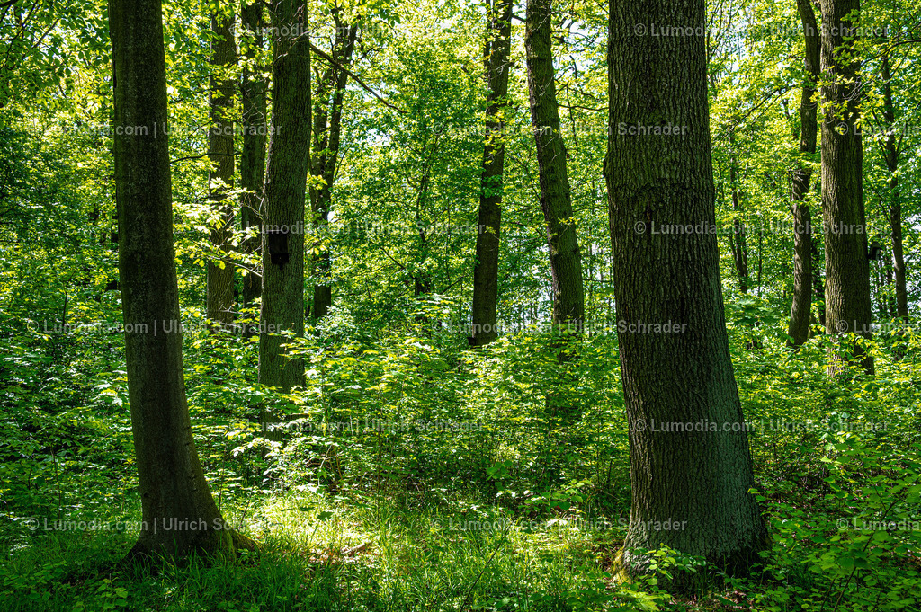10049-14087 - Landschaftspark Degenershausen | Stockfoto und Bilderpool mit Bildmaterial aus Deutschland, dem Harz, Halberstadt, Quedlinburg, Wernigerode und weltweit. Qualitativ hochwertige und professionelle Fotos anschauen und kaufen. - Realisiert mit Pictrs.com