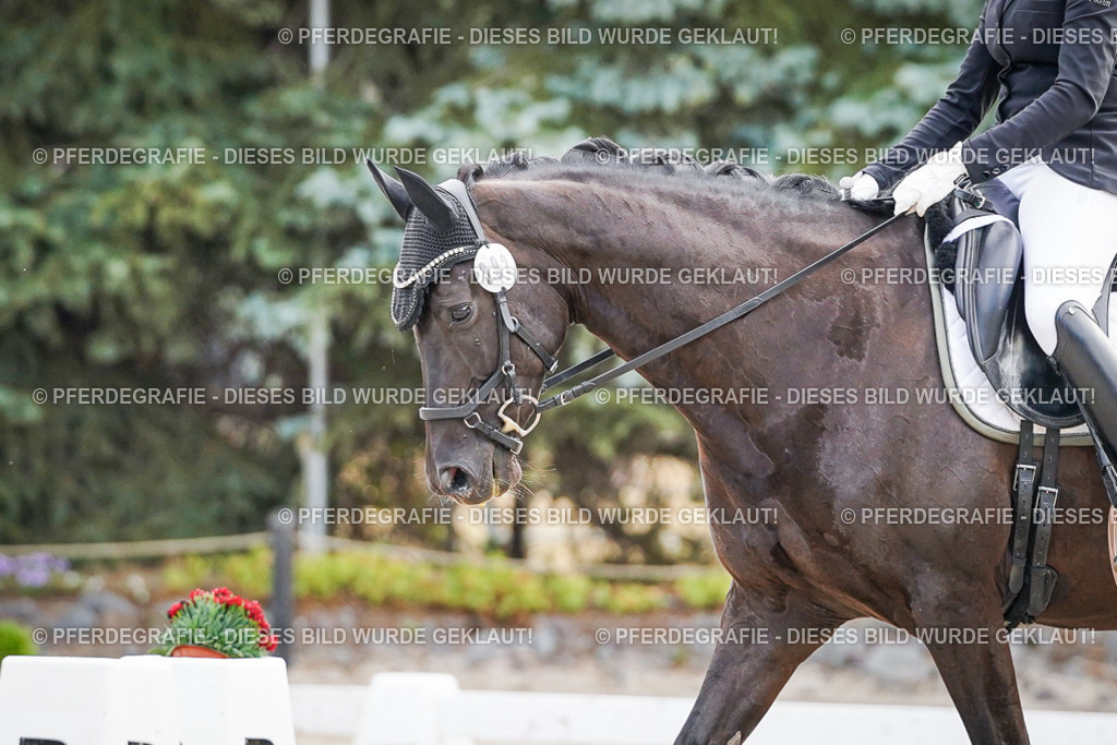 DSC00533 | Pferdegrafie