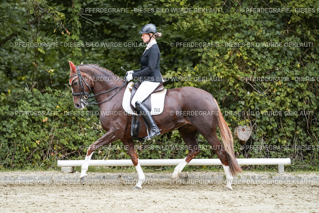 DSC09817 | Pferdegrafie