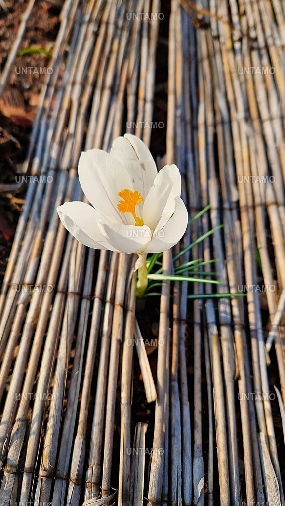 Blume weiß | untamo - Realisiert mit Pictrs.com
