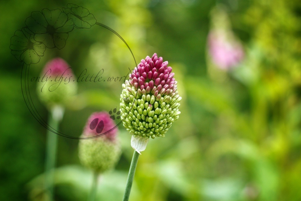 IMG_3964-01 | only.this.little.world - Realisiert mit Pictrs.com