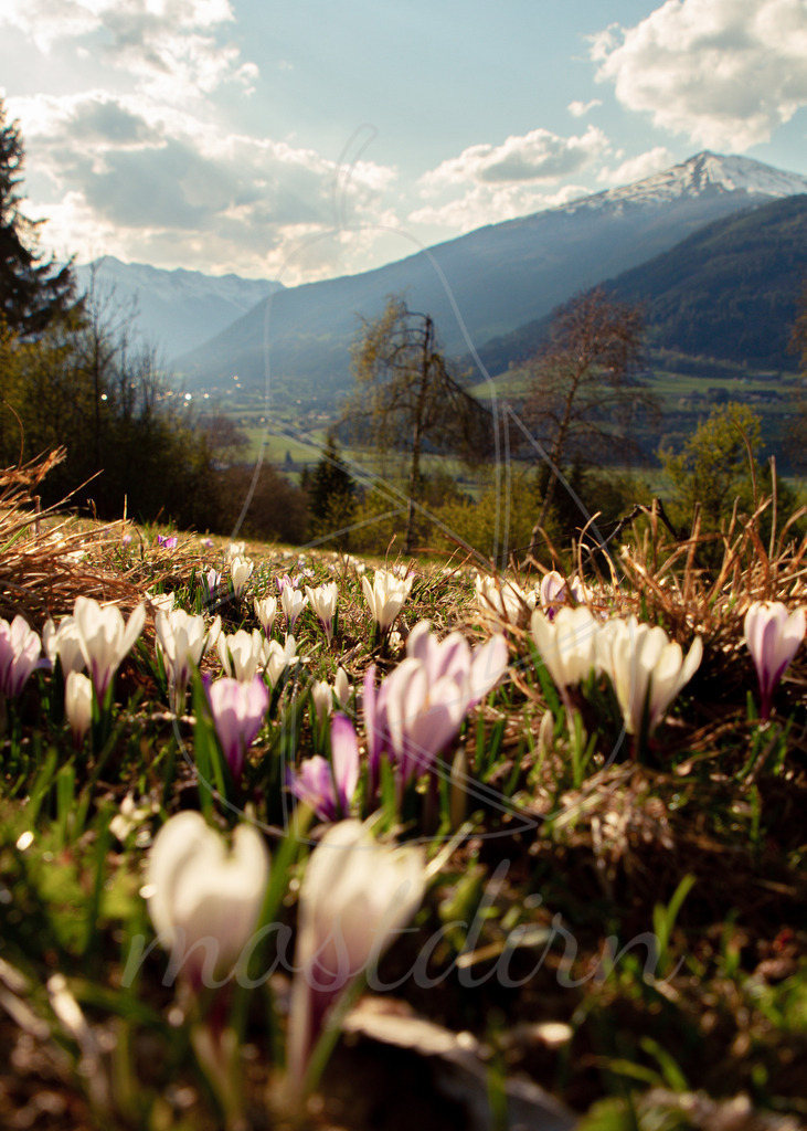 Lungauer Kasbleamla | Bei Veröffentlichung des Bildes ist eine Namensnennung wie folgt erforderlich: Foto: Mostdirn Irmgard Wieser - Realisiert mit Pictrs.com