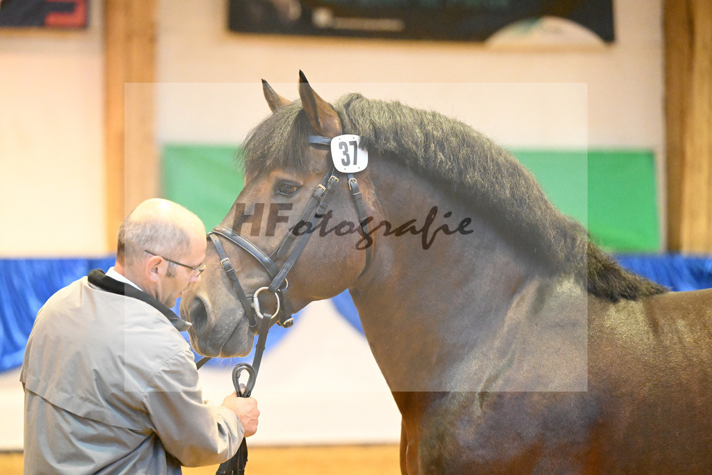 Kat-Nr. 37 Harry_Landgestuet Celle_53221211 | hf-fotografie - Realizzato con Pictrs.com