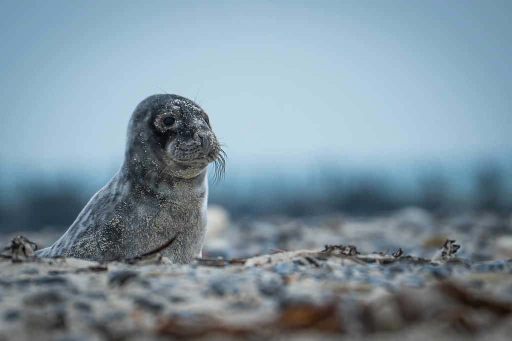 Kegelrobbe am Strand | <meta name="keywords" content="Bergbilder, Hochzeitsfotografie, Actionshootings, Fotografiearbeiten, Berglandschaften, Naturfotografie">

 - Realisiert mit Pictrs.com