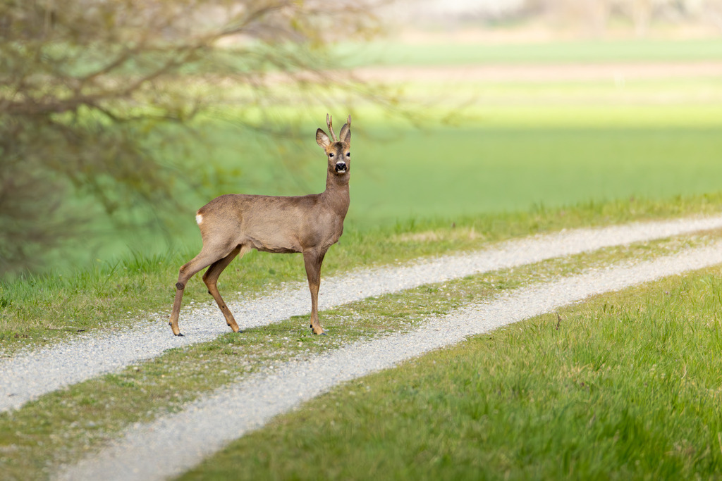 Das Reh | Das Reh (Capreolus capreolus) ist die häufigste und zugleich kleinste Hirschart in Europa und gilt als die am weitesten verbreitete Schalenwildart. Es gehört zur Familie der Hirsche (Cervidae) und bildet zusammen mit Elch und Rentier die Gruppe der Trughirsche. Man unterscheidet das Europäische Reh, das Sibirische Reh und das Mandschurische Reh. Die Tiere sind von graziler, schlanker Statur. Ein ausgewachsenes Reh erreicht eine Schulterhöhe von etwa 60 bis 80 Zentimetern und ein Gewicht zwischen 15 und 30 Kilogramm. Das Männchen wird als Rehbock, das Weibchen als Ricke oder Geiß bezeichnet. Die Jungen sind die Kitze. - Realisiert mit Pictrs.com