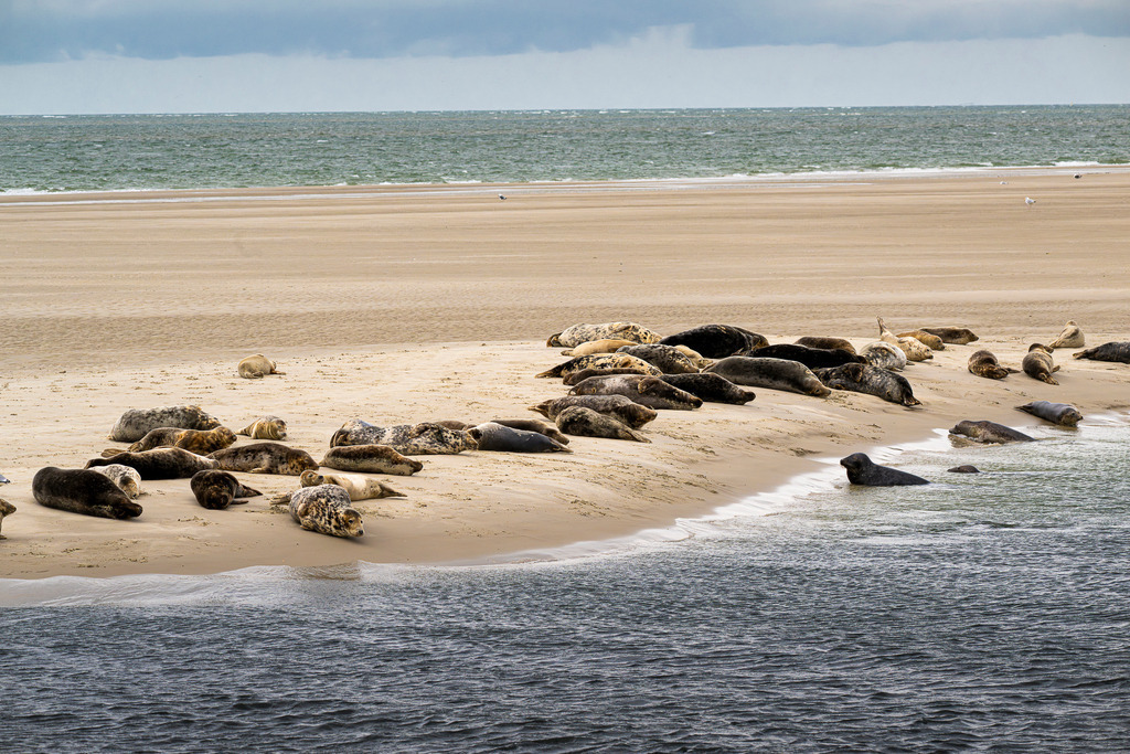 Seehunde und Kegelrobben auf weitläufiger Sandbank vor Texel: Ruheplatz an der Nordsee | Eine große Gruppe von Seehunden und Kegelrobben rastet auf einer weitläufigen, feinsandigen Sandbank vor der Küste der niederländischen Nordseeinsel Texel. Während die meisten Meeressäuger flach im Sand liegen und ruhen, schwimmen vereinzelte Tiere im kühlen Küstenwasser an der Spülkante. Die Aufnahme dokumentiert den natürlichen Lebensraum im Nationalpark Wattenmeer. Ideal nutzbar für redaktionelle Berichte über Artenschutz, Heimische Tierwelt, Fauna der Nordsee, Umwelt und Tourismus. - Realisiert mit Pictrs.com