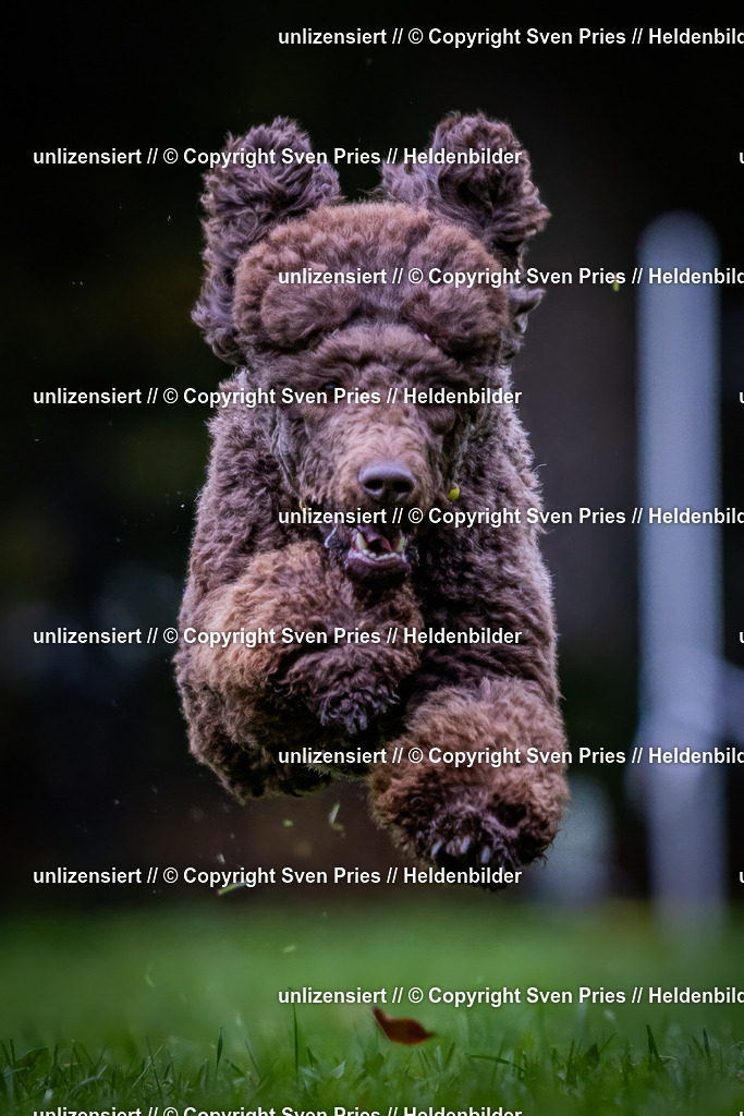 Sven Pries | 2024-10-19 - Hunderennen Ober-Grombach - Realisiert mit Pictrs.com