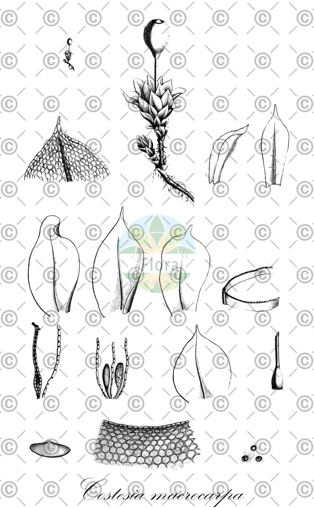 HistAbb_wfo-0000362855_1_ENZY_Simple | Historische Abbildung von Costesia macrocarpa - Gigaspermaceae | Historical Illustration of Costesia macrocarpa - Gigaspermaceae