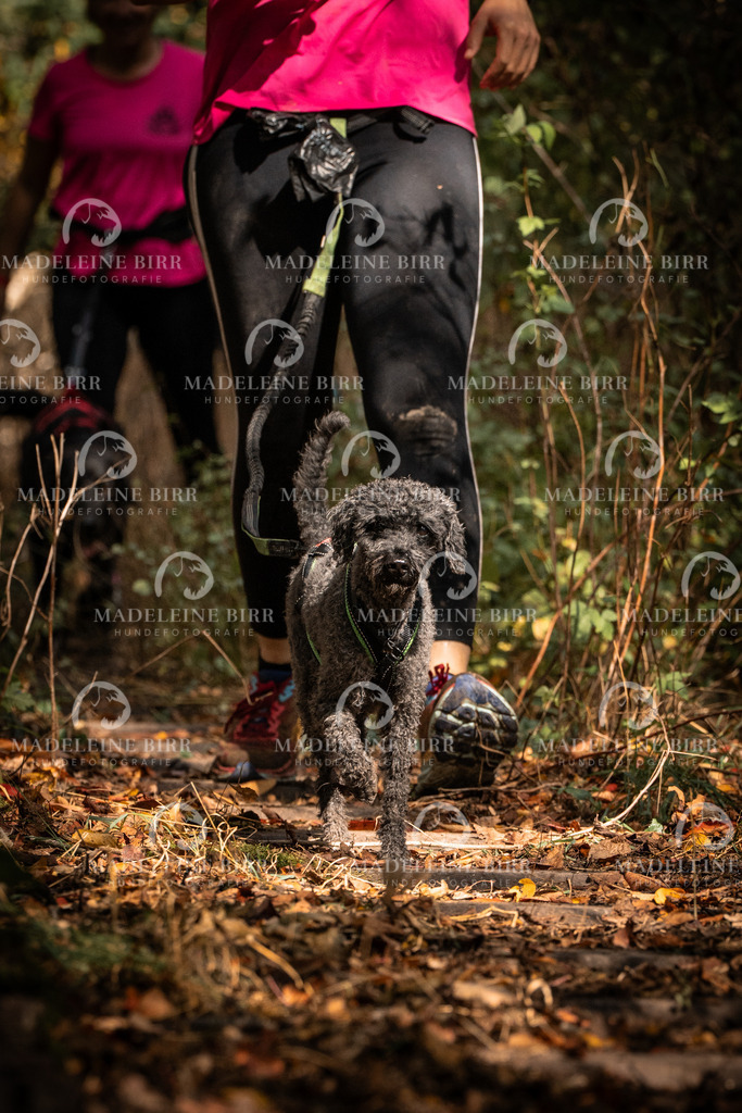 madeleinebirr.fotografie.2026.cc.hunsrueck.12-13Uhr.156 | hundefotografie-birr