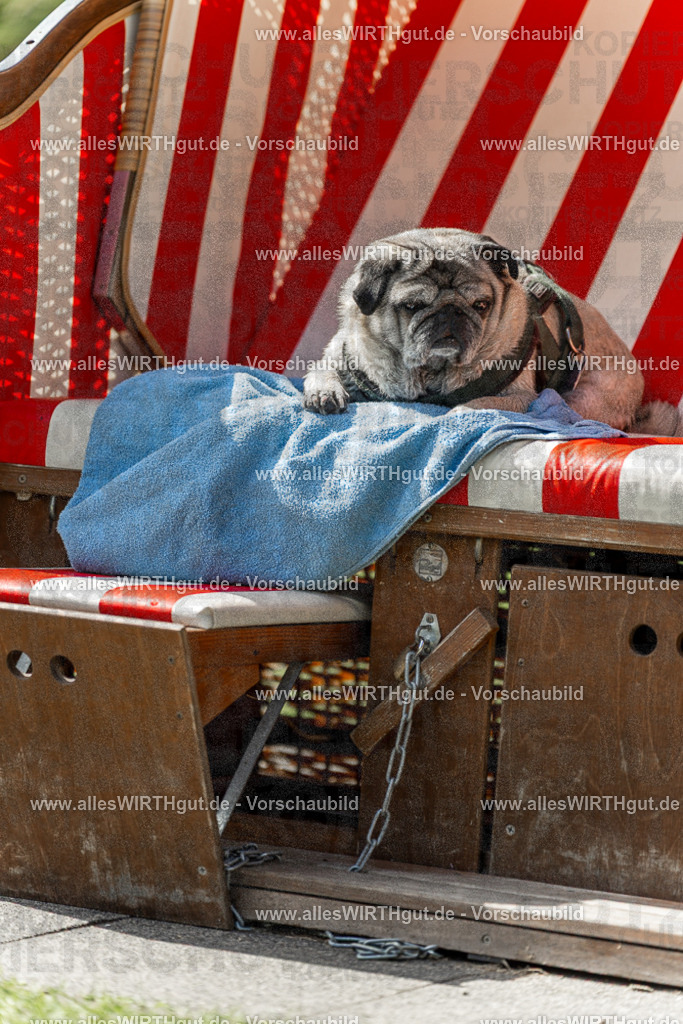 Hundeschwimmen_Volksbad_2026-allesWIRTHgut_Tierfotografie-2609061427-7R501083 | Professionelle Tierfotografie in Mönchengladbach von Daniel Wirth (allesWIRTHgut). Liebevolle & natürliche Bilder von Hunden & Katzen für unvergessliche Erinnerungen.