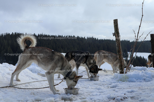 20230204_schli_00006 | Schönwald am 4. Februar 2023, Schlittenhundemarathon, Schlittenhunde-Etappenrennen in im Südschwarzwald (Deutschland). Es umfasst eine Distanz von 41 km aufgeteilt in zwei Etappen von 26 km und 15 km.  Jeder Teilnehmer bewältigt das Rennen mit einem 8-Hunde-Team und Schlitten, v.l., Fotoimpressionen, Hunde vor dem Start
 - Realisiert mit Pictrs.com
