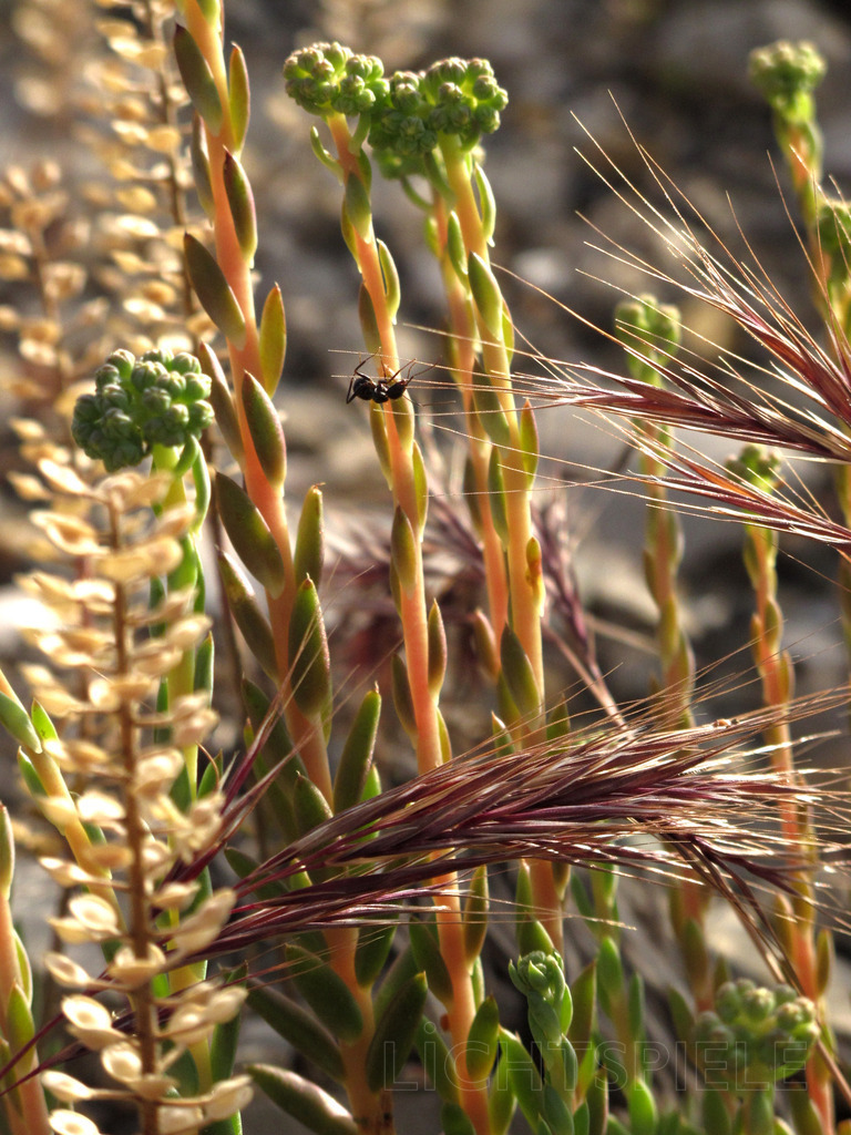 Ameise | Ameise an Gräsern - Realisiert mit Pictrs.com